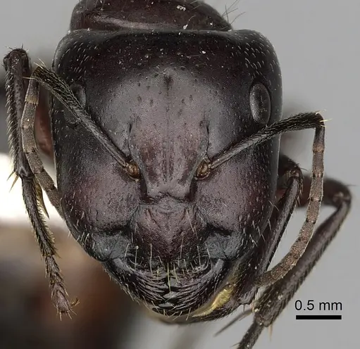 Camponotus rubiginosus specimen