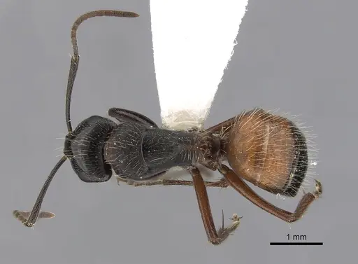 Camponotus rubiginosus - CASENT0280218