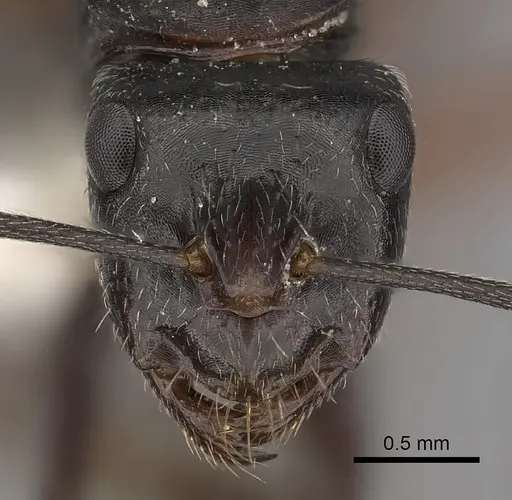 Camponotus rubiginosus - CASENT0280218