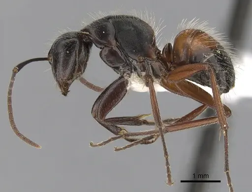 Camponotus rubiginosus - CASENT0280218