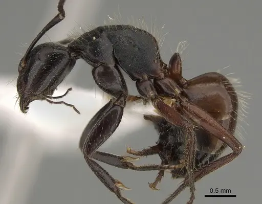 Camponotus rubiginosus - CASENT0887654