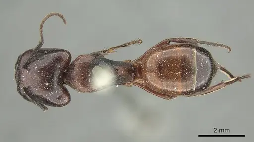 Camponotus rubiginosus - CASENT0915769