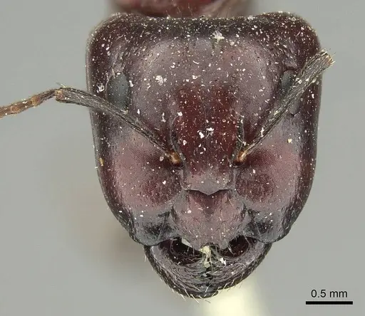 Camponotus rubiginosus - CASENT0915769