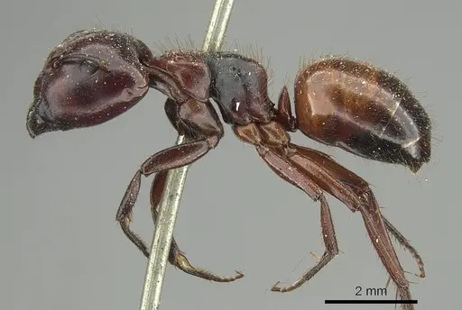 Camponotus rubiginosus - CASENT0915769