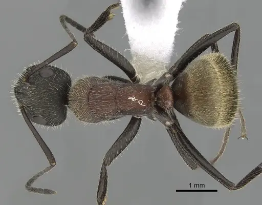 Camponotus rubrithorax specimen