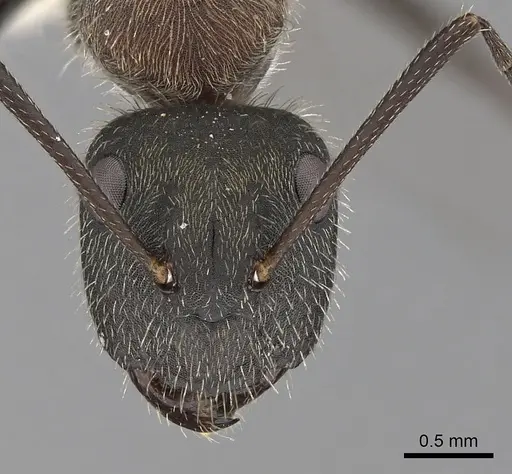 Camponotus rubrithorax specimen