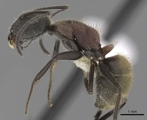 Camponotus rubrithorax specimen