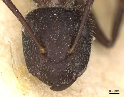 Camponotus rubrithorax - CASENT0910717