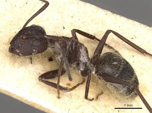 Camponotus rubrithorax - CASENT0910717