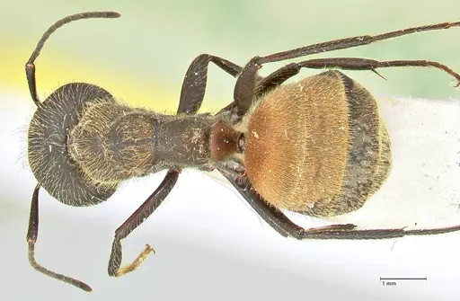 Camponotus rubrithorax - FOCOL2461