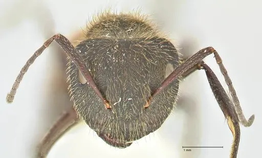 Camponotus rubrithorax - FOCOL2461