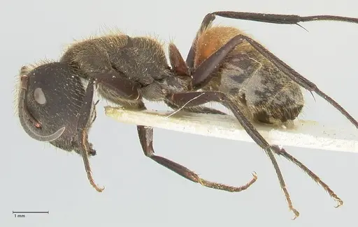 Camponotus rubrithorax - FOCOL2461