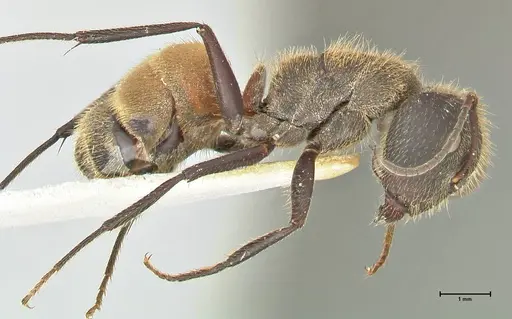 Camponotus rubrithorax - FOCOL2461