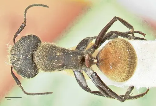 Camponotus rubrithorax - FOCOL2462