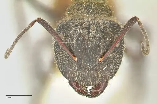 Camponotus rubrithorax - FOCOL2462