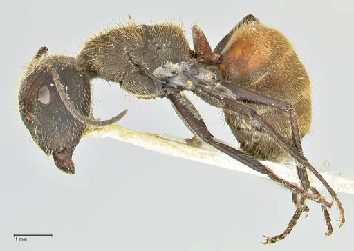 Camponotus rubrithorax - FOCOL2462