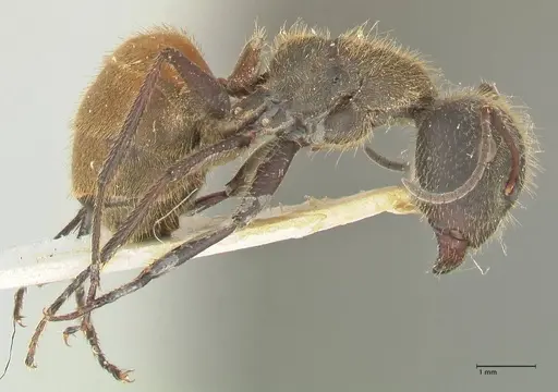 Camponotus rubrithorax - FOCOL2462