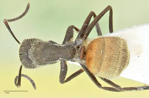 Camponotus rubrithorax - FOCOL2463