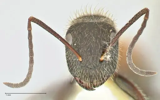 Camponotus rubrithorax - FOCOL2463