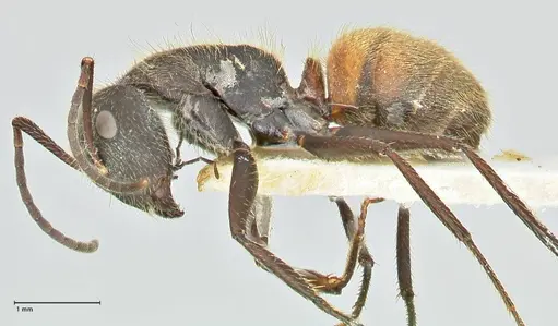 Camponotus rubrithorax - FOCOL2463