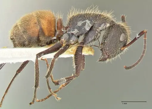 Camponotus rubrithorax - FOCOL2463