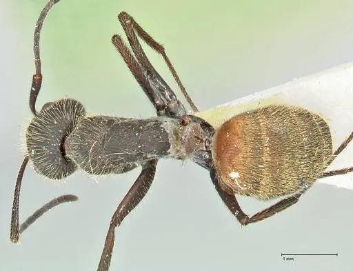 Camponotus rubrithorax - FOCOL2464