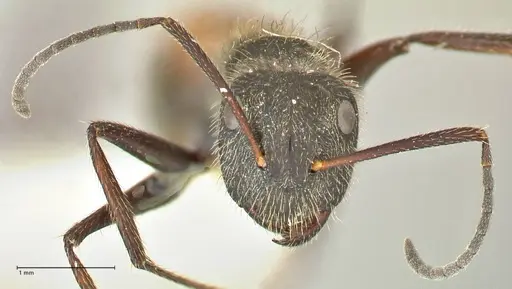 Camponotus rubrithorax - FOCOL2464
