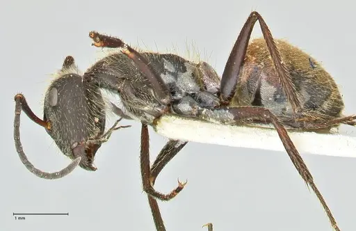 Camponotus rubrithorax - FOCOL2464