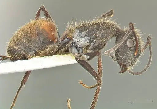 Camponotus rubrithorax - FOCOL2464