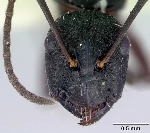 Camponotus rudis specimen
