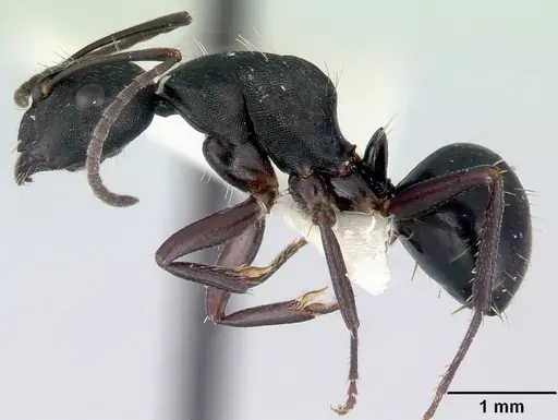 Camponotus rudis specimen