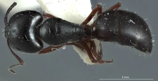 Camponotus rudis - JDM32-001296-1