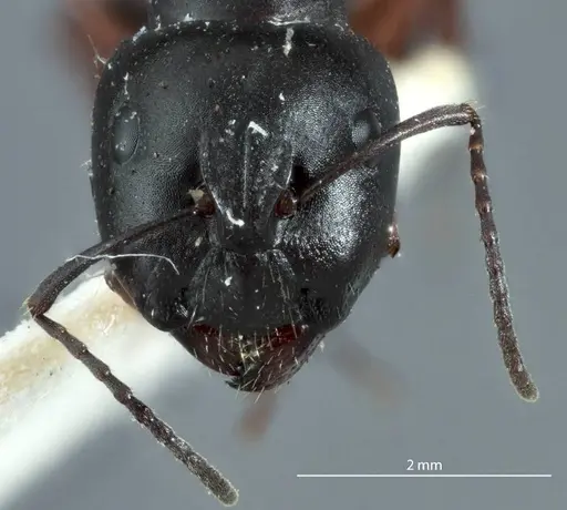 Camponotus rudis - JDM32-001296-1