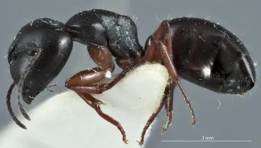 Camponotus rudis - JDM32-001296-1