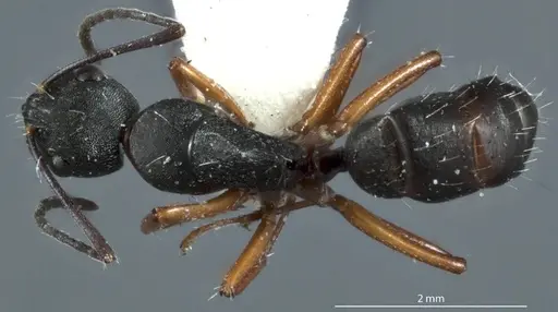 Camponotus rudis - JDM32-001296-2