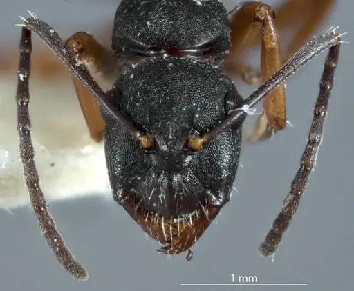 Camponotus rudis - JDM32-001296-2