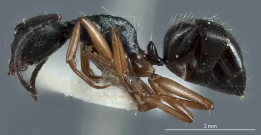 Camponotus rudis - JDM32-001296-2