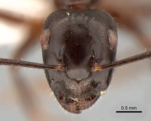 Camponotus rufifemur specimen