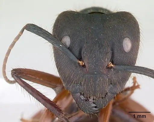 Camponotus rufipes specimen