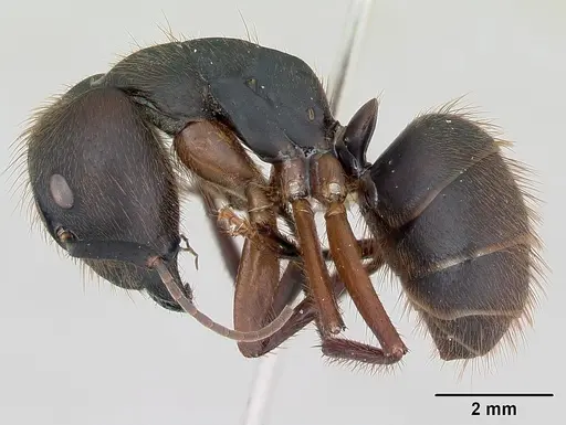 Camponotus rufipes specimen
