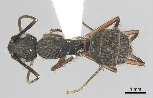 Camponotus rufipes - CASENT0249361