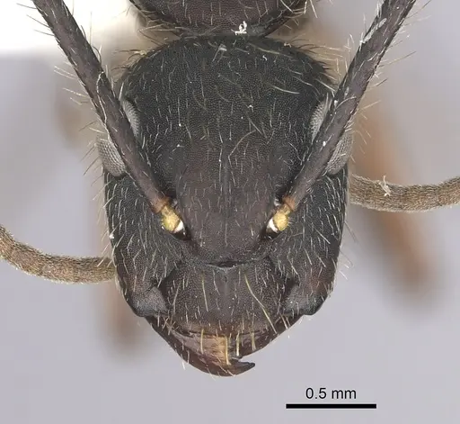Camponotus rufipes - CASENT0249361