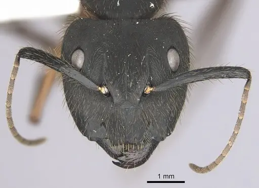 Camponotus rufipes - CASENT0249362