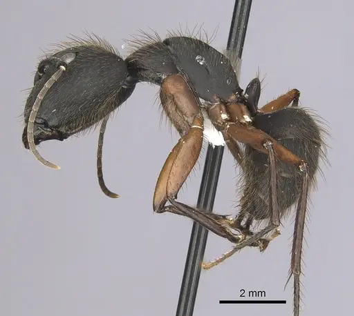 Camponotus rufipes - CASENT0249362