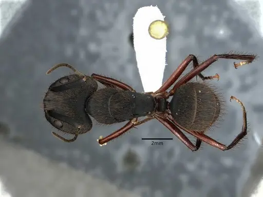 Camponotus rufipes - CASENT0886728