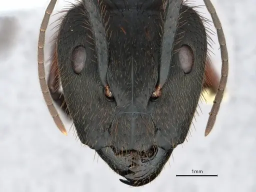 Camponotus rufipes - CASENT0886728