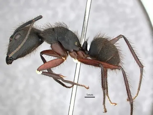 Camponotus rufipes - CASENT0886728