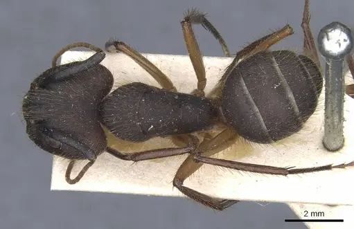 Camponotus rufipes - CASENT0905366