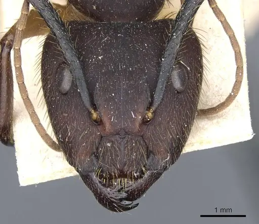 Camponotus rufipes - CASENT0905366