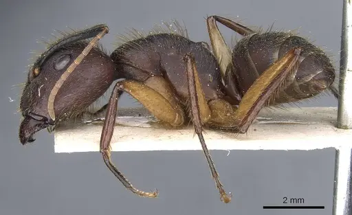 Camponotus rufipes - CASENT0905366